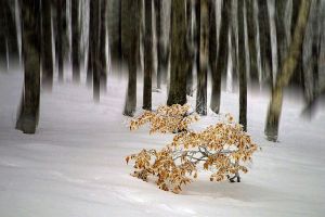 Winterforest