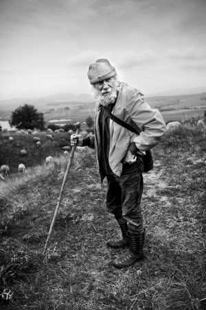 Nyáj a tó felett