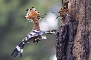 Bird talk