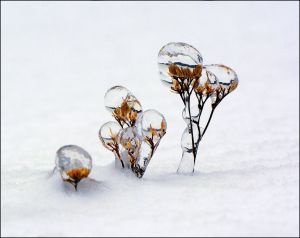 Frozen family