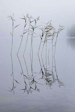 Nádtánc.
Cane dance.