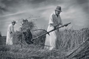 Aratás
Harvest
