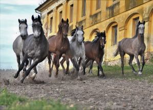 Lovak
Horses