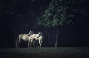 A fehér ló meséje / The tale of the white horse (2021)